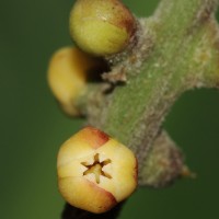 Aphanamixis polystachya (Wall.) R.Parker